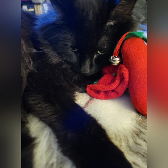 Meet your Posher, Kris - Picture 2 of 4